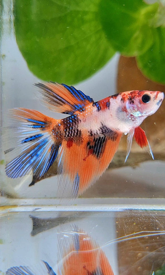 FEMALE HALFMOON TIGER KOI MULTICOLOR BETTA FISH