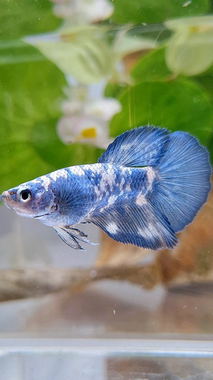FEMALE HALFMOON BLUE MARBLE PANDA BETTA FISH