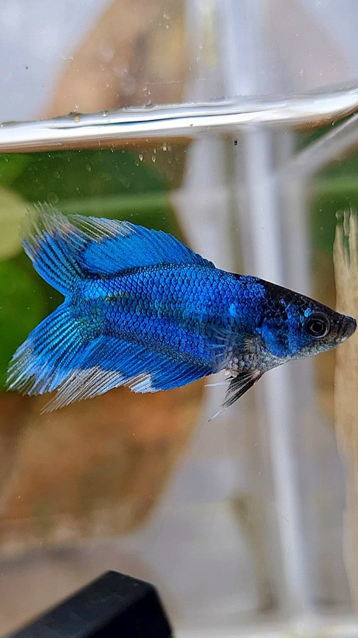 FEMALE VEILTAIL DOUBLE TAIL BLUE GREEN TURQUOISE BUTTERFLY BETTA FISH