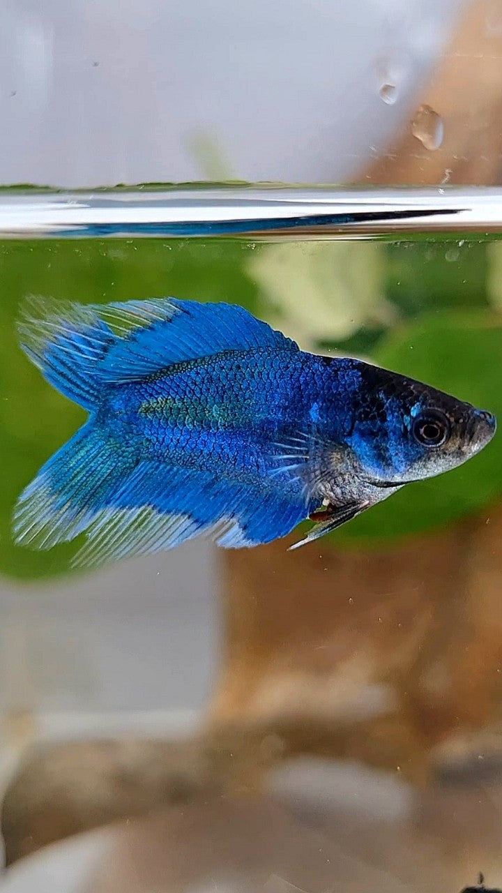 FEMALE VEILTAIL DOUBLE TAIL BLUE GREEN TURQUOISE BUTTERFLY BETTA FISH