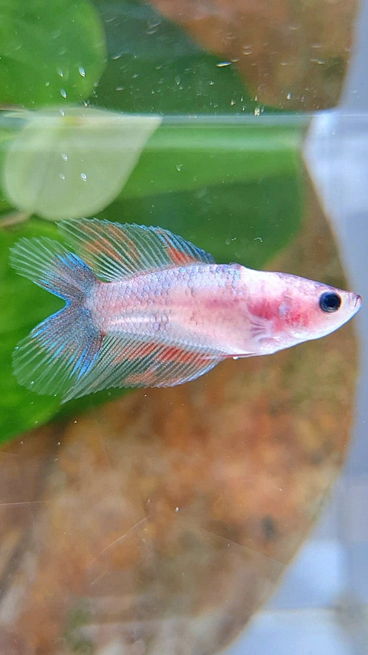FEMALE VEILTAIL DOUBLE TAIL KOI FANCY BETTA FISH