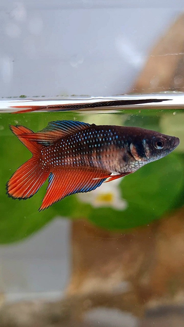 FEMALE VEILTAIL DOUBLE TAIL COPPER RED BROWN BETTA FISH