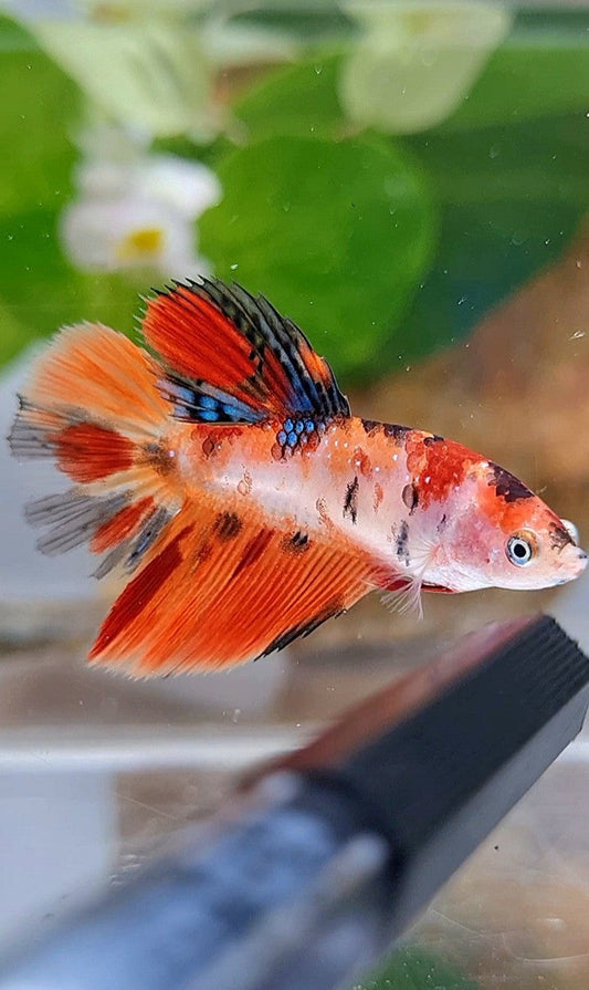 FEMALE HALFMOON ORANGE KOI MULTICOLOR BETTA FISH