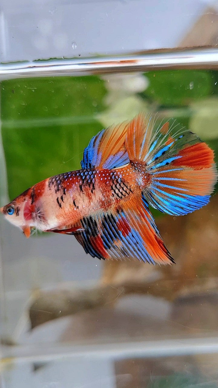 FEMALE HALFMOON METTALIC ORANGE KOI MULTICOLOR BETTA FISH