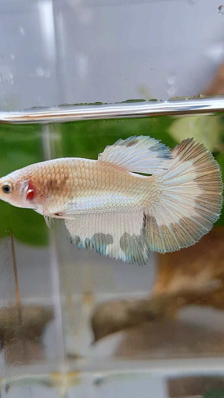 LUXURY FEMALE HALFMOON COPPER RIM BETTA FISH