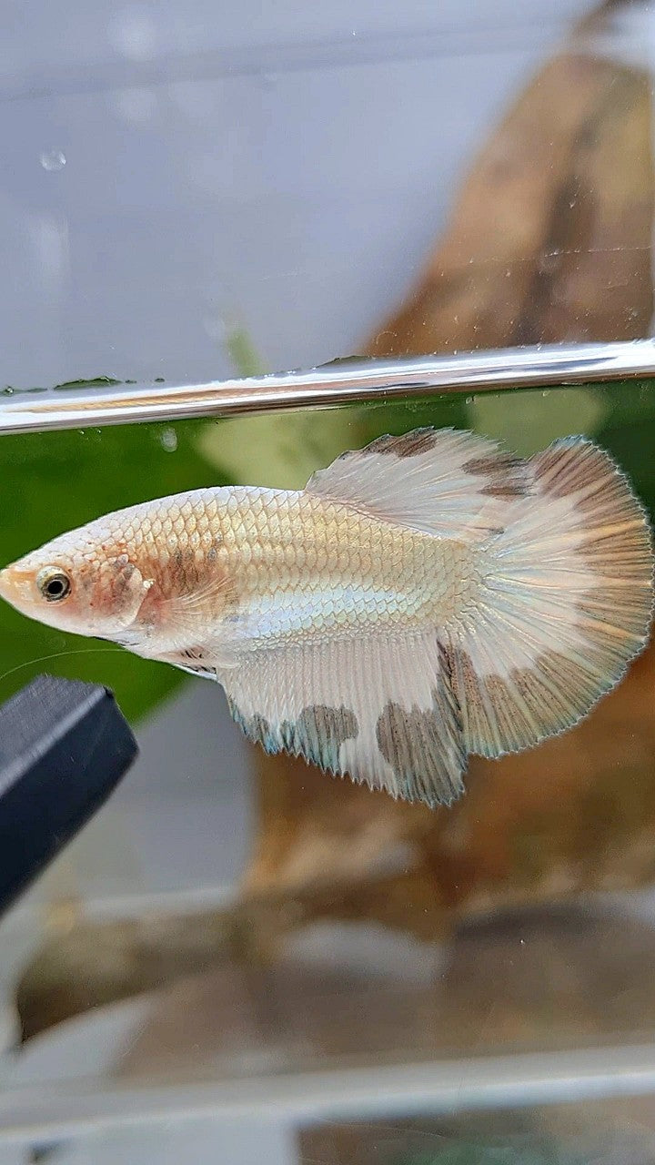 LUXURY FEMALE HALFMOON COPPER RIM BETTA FISH