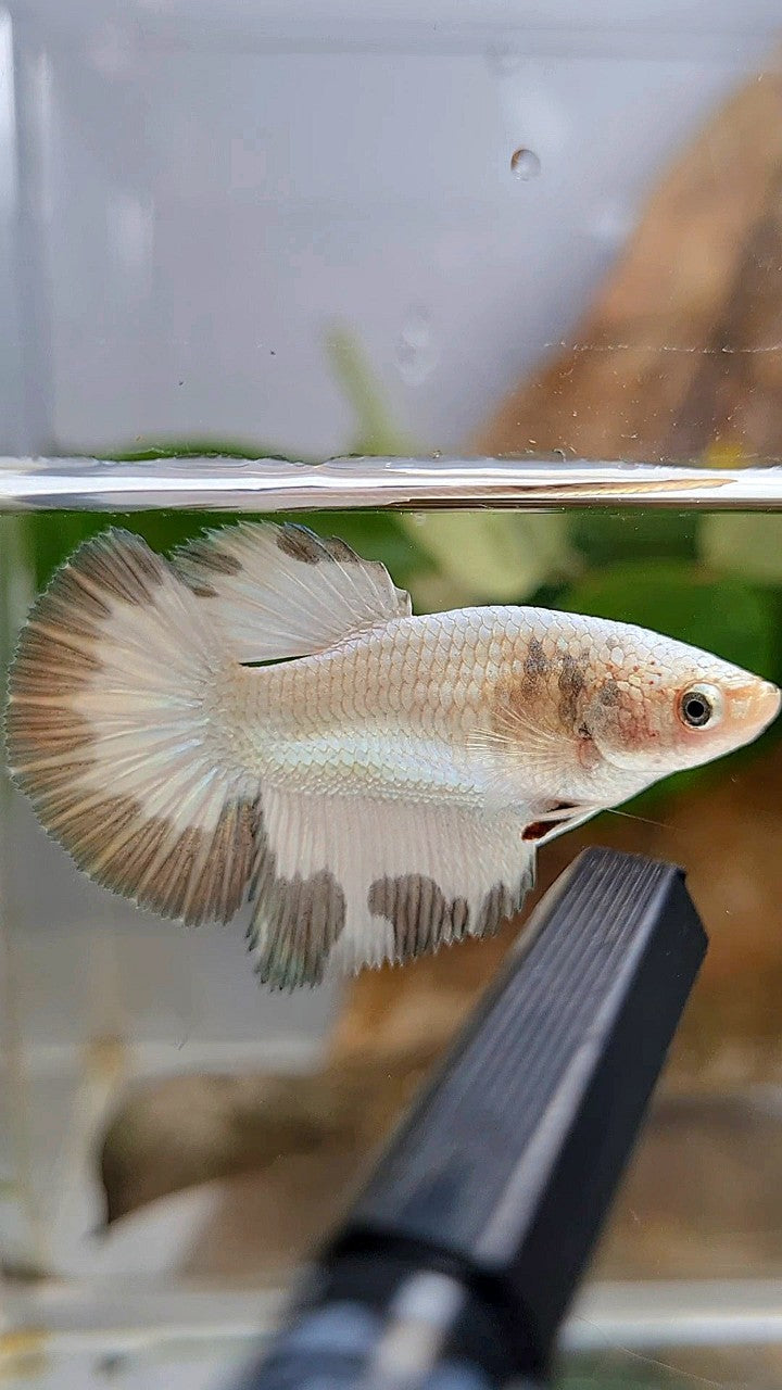 LUXURY FEMALE HALFMOON COPPER RIM BETTA FISH