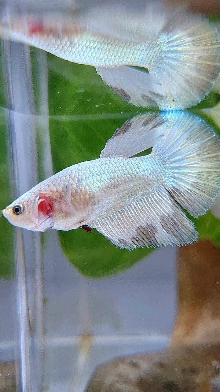 LUXURY FEMALE HALFMOON COPPER RIM BETTA FISH