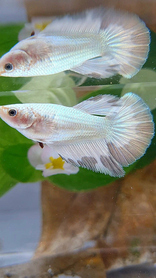 LUXURY FEMALE HALFMOON COPPER RIM BETTA FISH