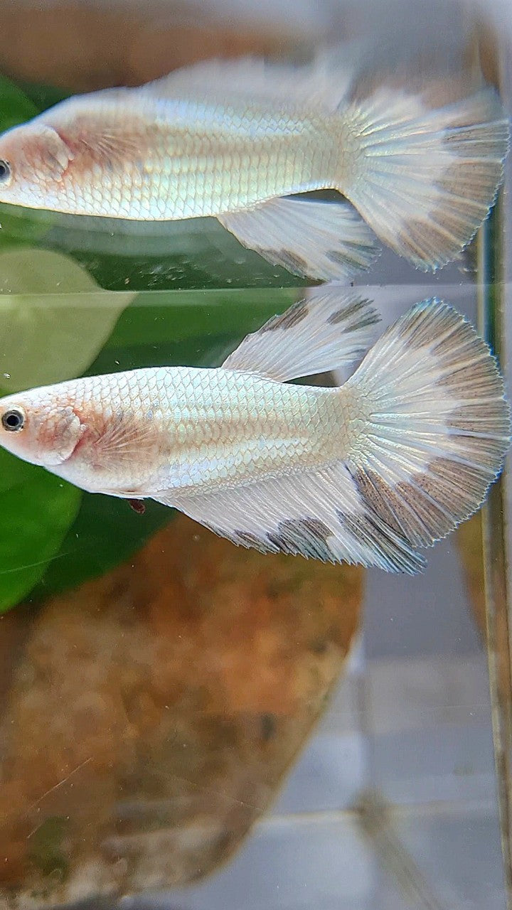 LUXURY FEMALE HALFMOON COPPER RIM BETTA FISH