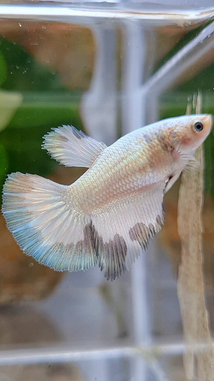 LUXURY FEMALE HALFMOON COPPER RIM BETTA FISH