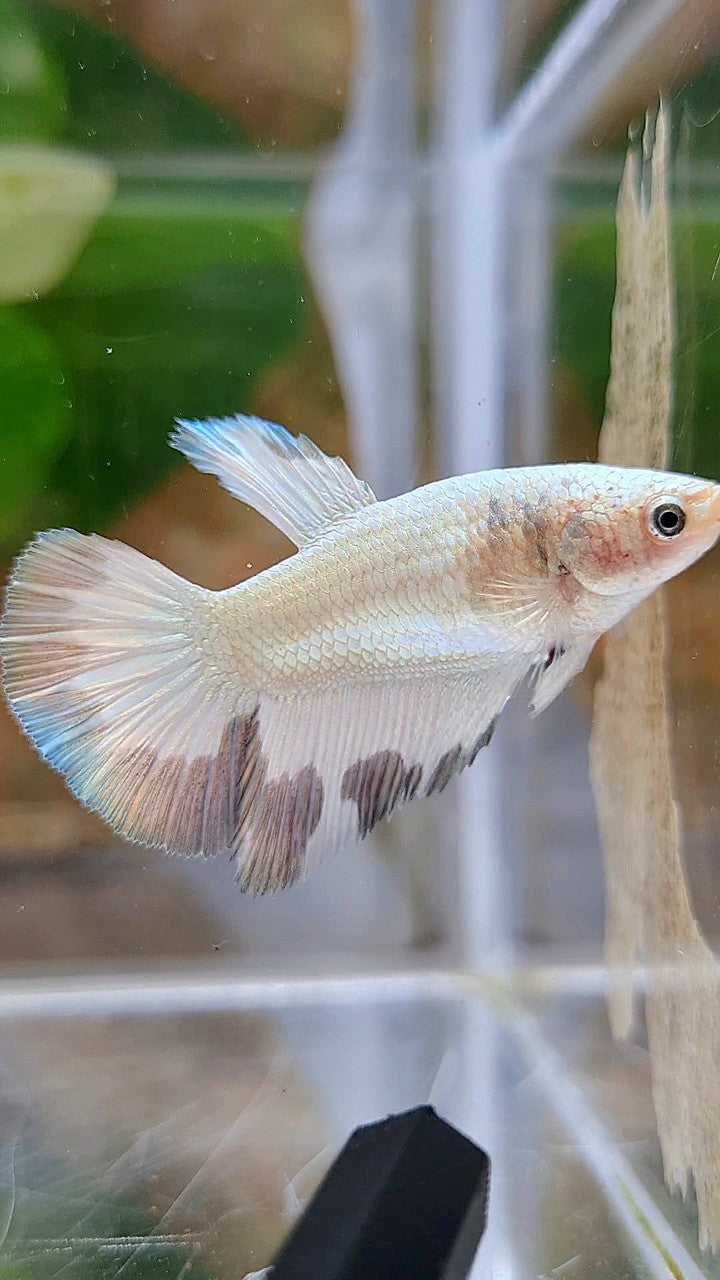 LUXURY FEMALE HALFMOON COPPER RIM BETTA FISH
