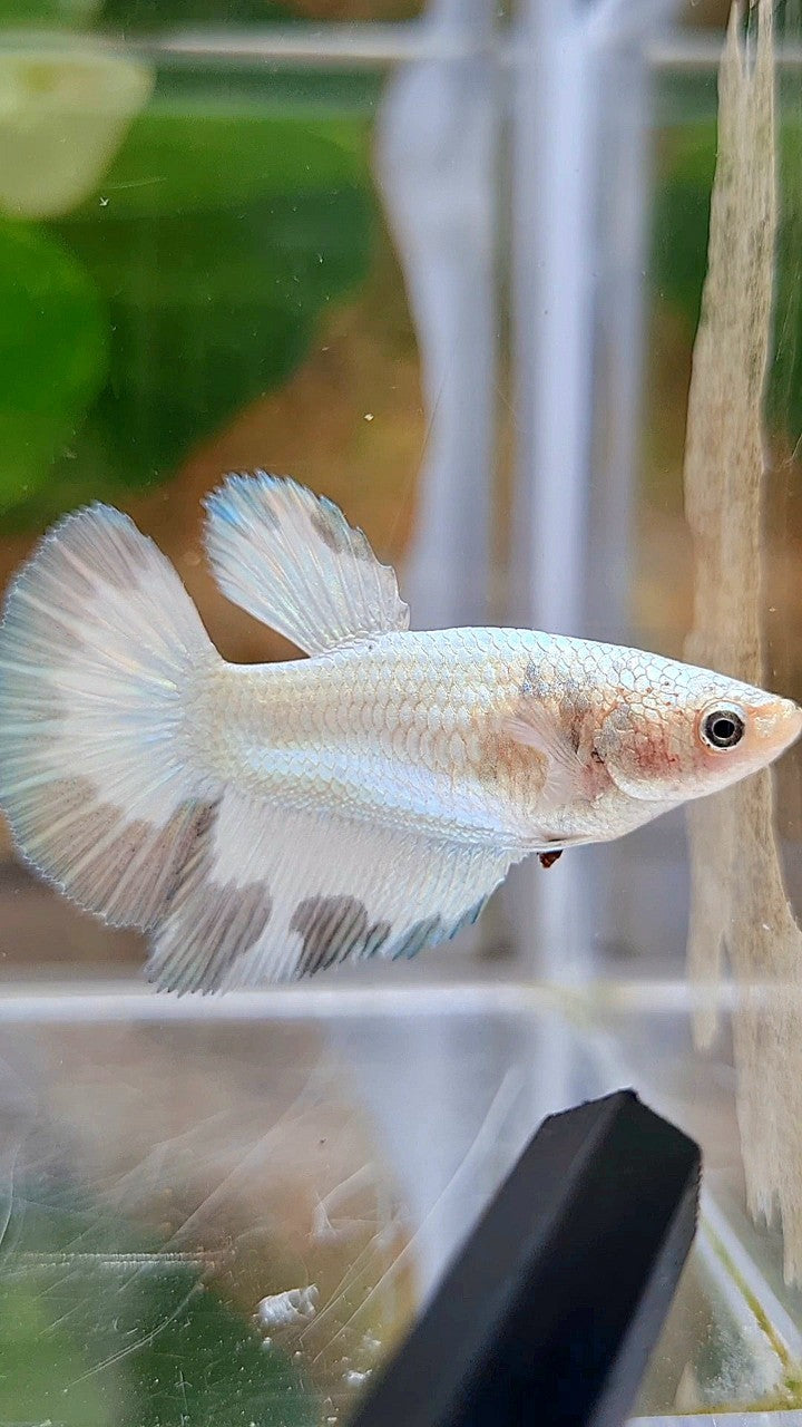 LUXURY FEMALE HALFMOON COPPER RIM BETTA FISH