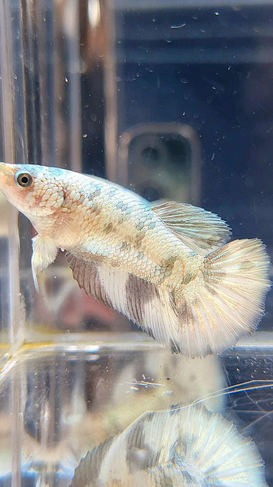 FEMALE HALFMOON WHITE COPPER MARBLE BETTA FISH