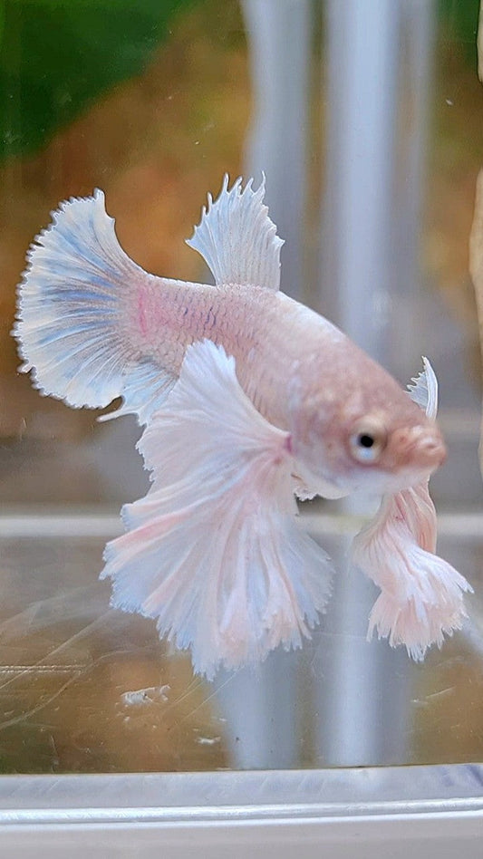 FEMALE PLAKAT SUPER DUMBO EAR WHITE BETTA FISH
