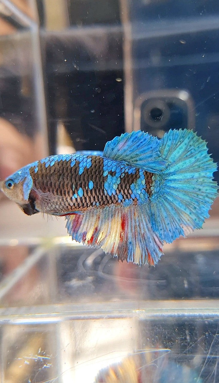 FEMALE HALFMOON BLACK AVATAR BLUE GALAXY BETTA FISH