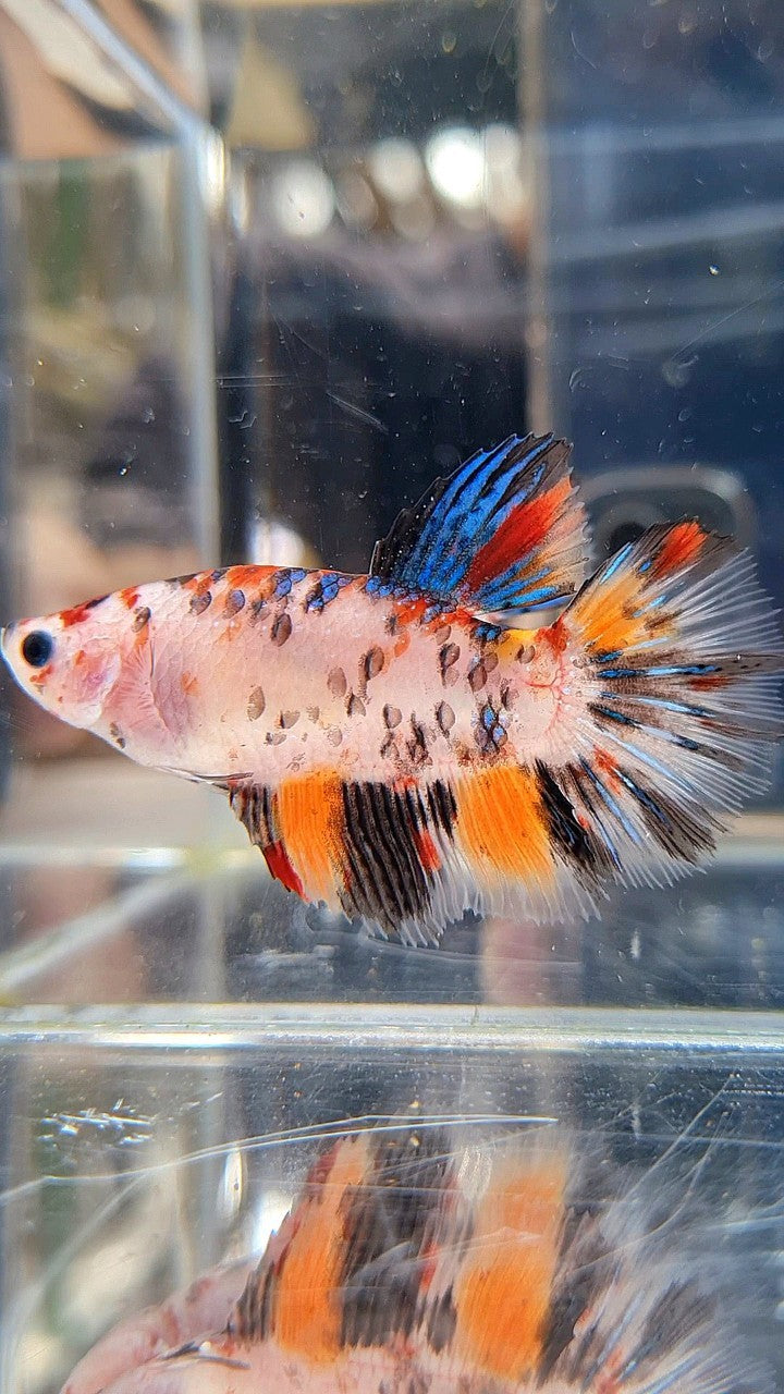 XL FEMALE HALFMOON KOI TIGER MULTICOLOR BETTA FISH