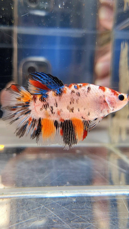 XL FEMALE HALFMOON KOI TIGER MULTICOLOR BETTA FISH