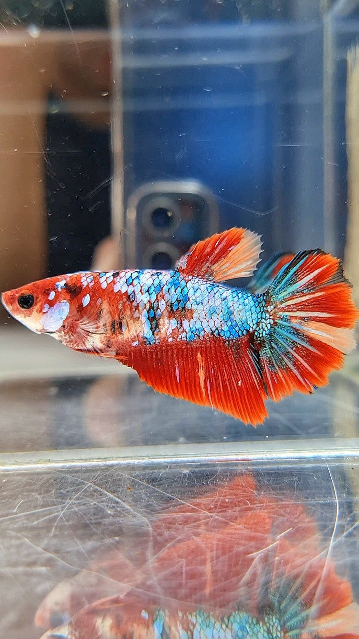 FEMALE HALFMOON RED FANCY MARBLE MULTICOLOR BETTA FISH