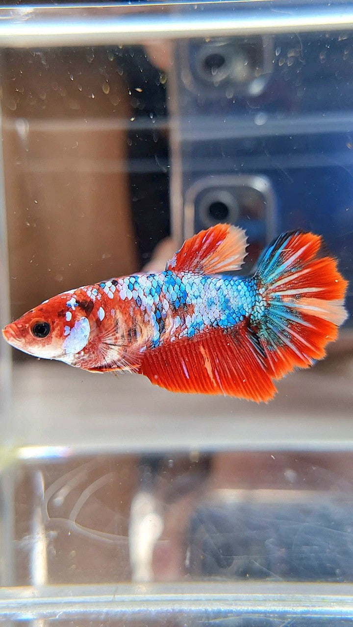 FEMALE HALFMOON RED FANCY MARBLE MULTICOLOR BETTA FISH