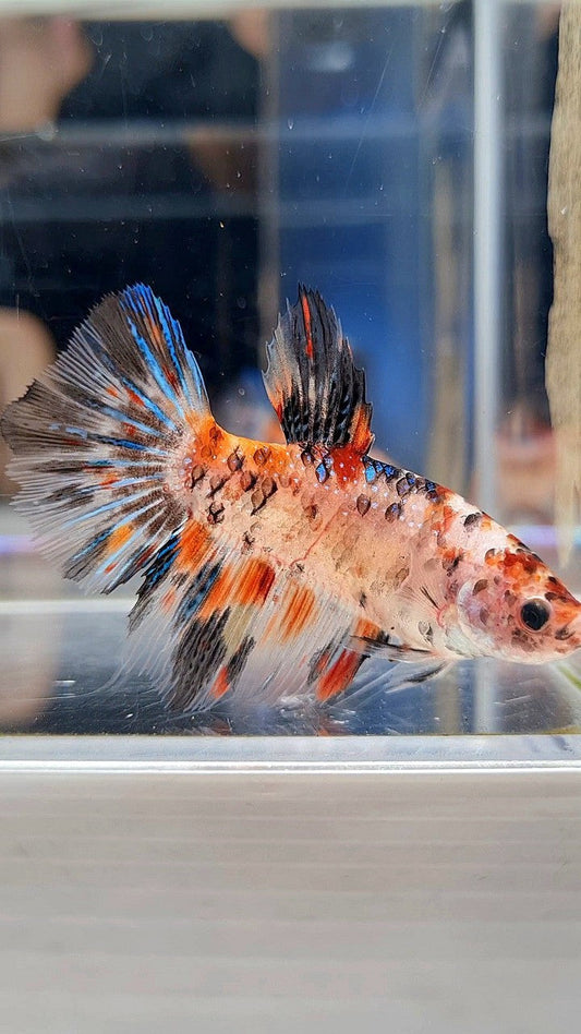 FEMALE HALFMOON KOI TIGER MULTICOLOR BETTA FISH