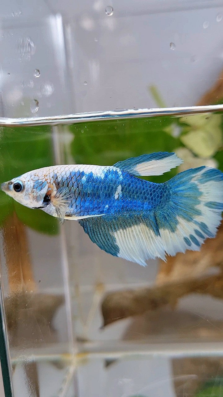 FEMALE HALFMOON BLUE MARBLE BETTA FISH