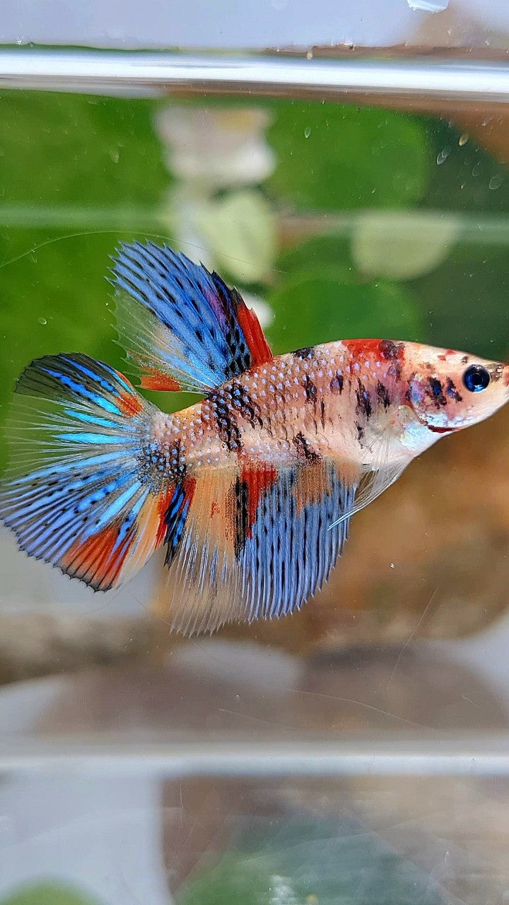 FEMALE HALFMOON METTALIC KOI MULTICOLOR BETTA FISH