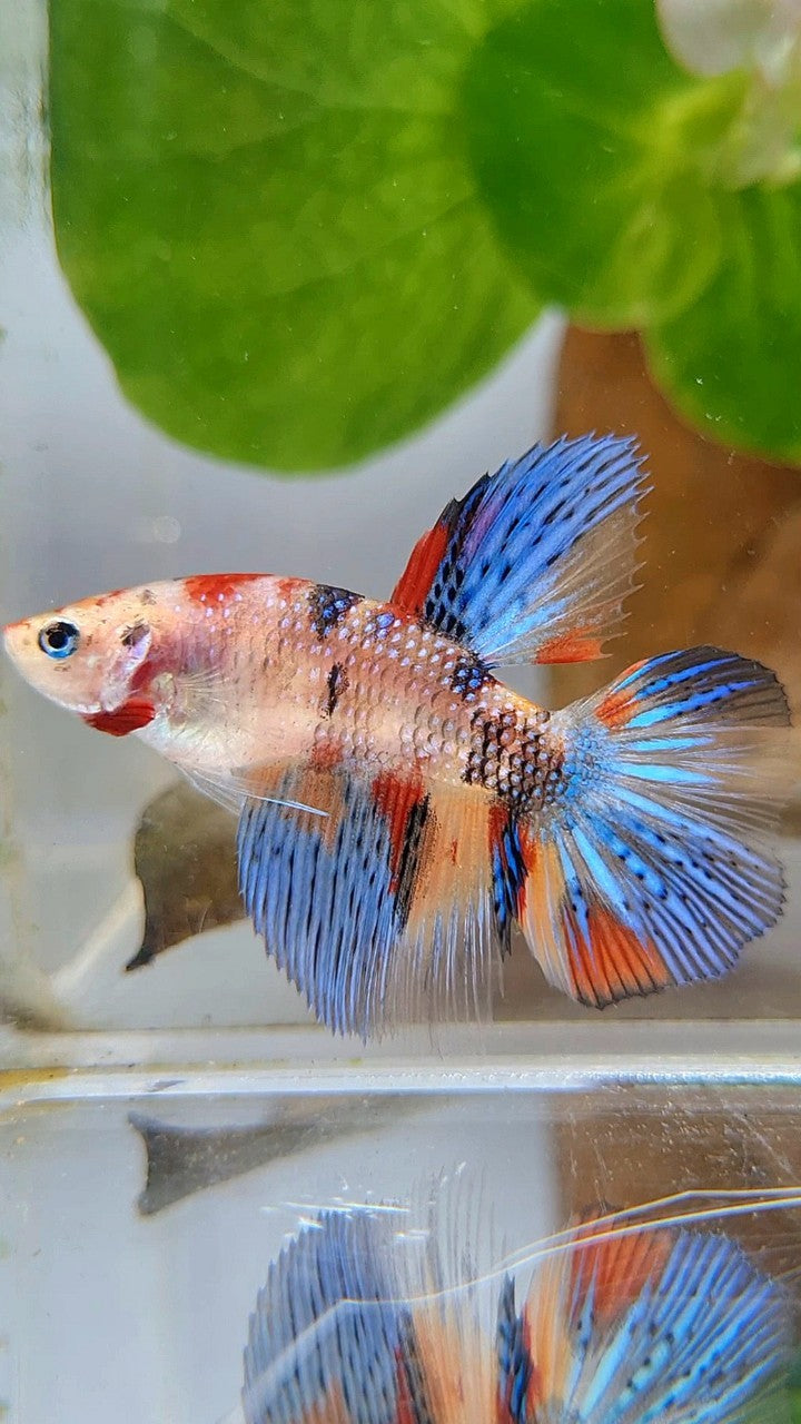 FEMALE HALFMOON METTALIC KOI MULTICOLOR BETTA FISH