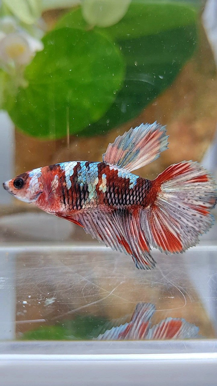 FEMALE HALFMOON RED KOI COPPER BETTA FISH