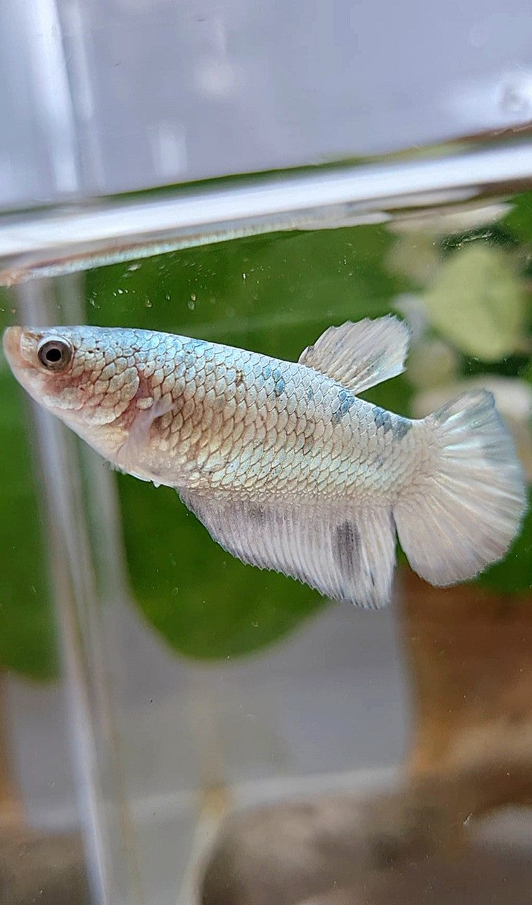 FEMALE HALFMOON WHITE DOTS COPPER BETTA FISH