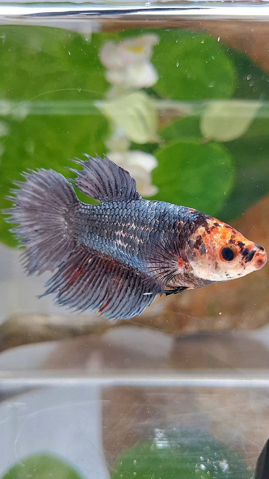 XL FEMALE CROWNTAIL HALFMOON COPPER BETTA FISH