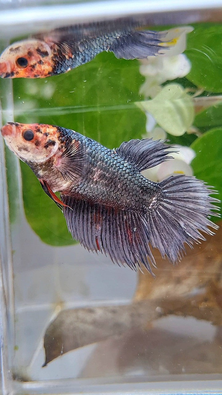 XL FEMALE CROWNTAIL HALFMOON COPPER BETTA FISH