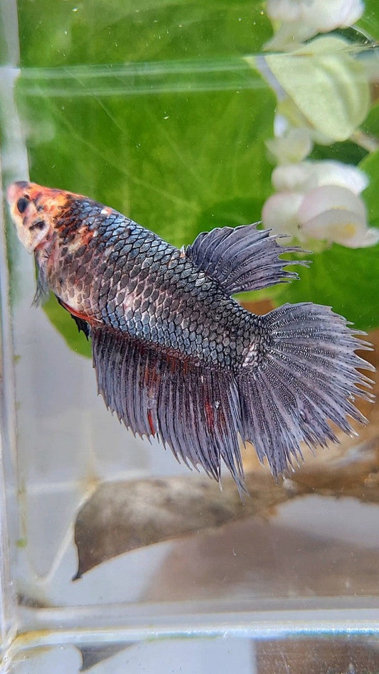 XL FEMALE CROWNTAIL HALFMOON COPPER BETTA FISH