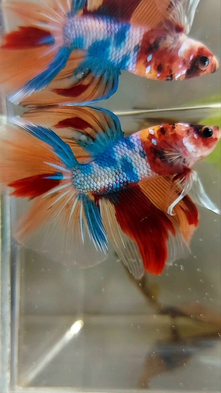 HALFMOON ROSETAIL NEMO FANCY MULTICOLOR BETTA FISH