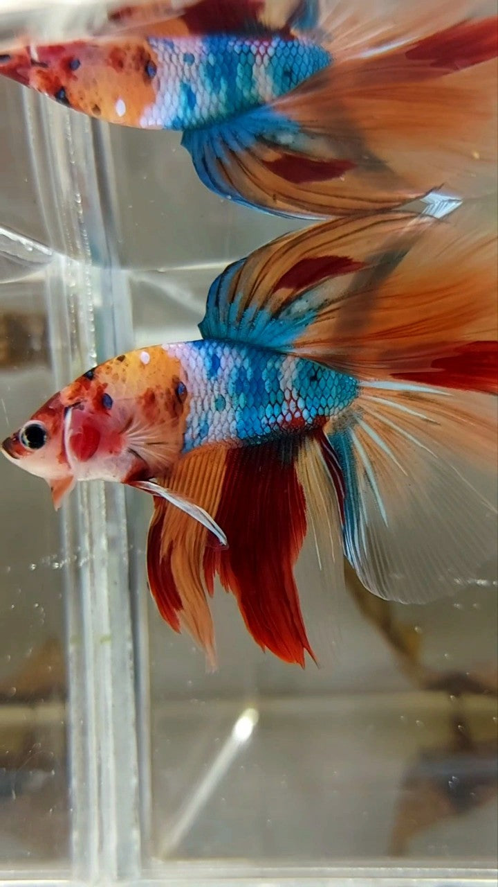 HALFMOON ROSETAIL NEMO FANCY MULTICOLOR BETTA FISH