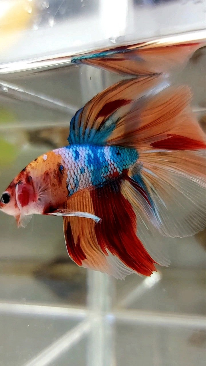 HALFMOON ROSETAIL NEMO FANCY MULTICOLOR BETTA FISH