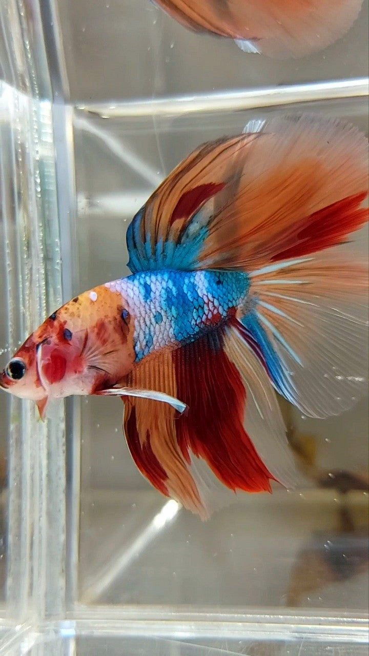 HALFMOON ROSETAIL NEMO FANCY MULTICOLOR BETTA FISH
