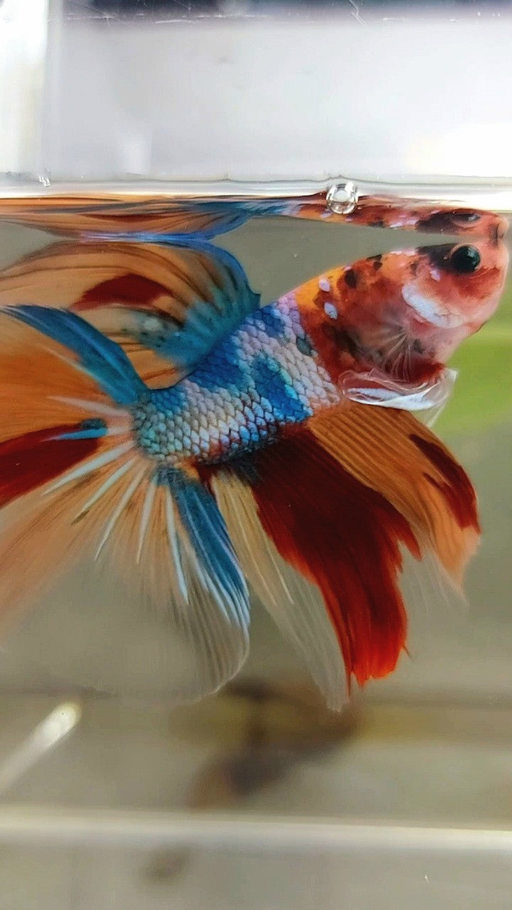 HALFMOON ROSETAIL NEMO FANCY MULTICOLOR BETTA FISH