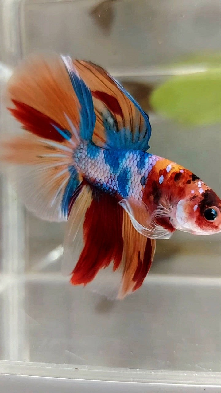 HALFMOON ROSETAIL NEMO FANCY MULTICOLOR BETTA FISH
