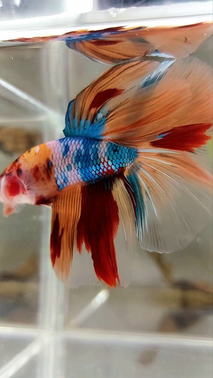 HALFMOON ROSETAIL NEMO FANCY MULTICOLOR BETTA FISH