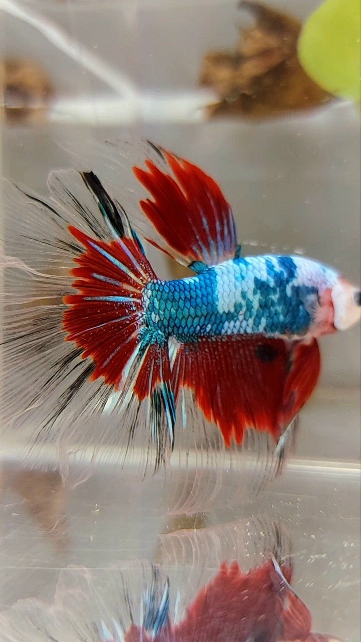 HALFMOON ROSETAIL RED KOI FANCY MULTICOLOR BETTA FISH