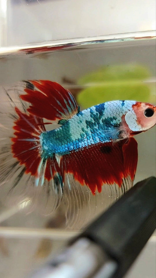 HALFMOON ROSETAIL RED KOI FANCY MULTICOLOR BETTA FISH