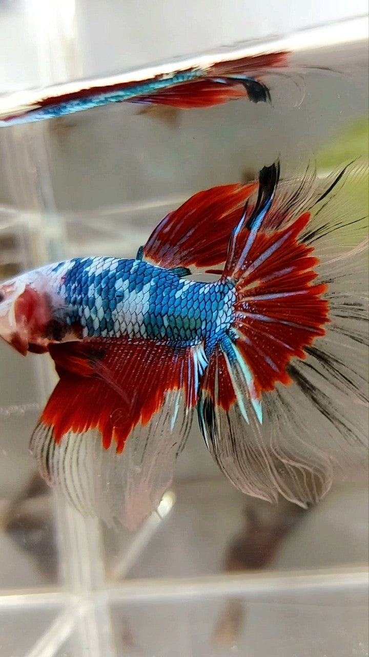 HALFMOON ROSETAIL RED KOI FANCY MULTICOLOR BETTA FISH