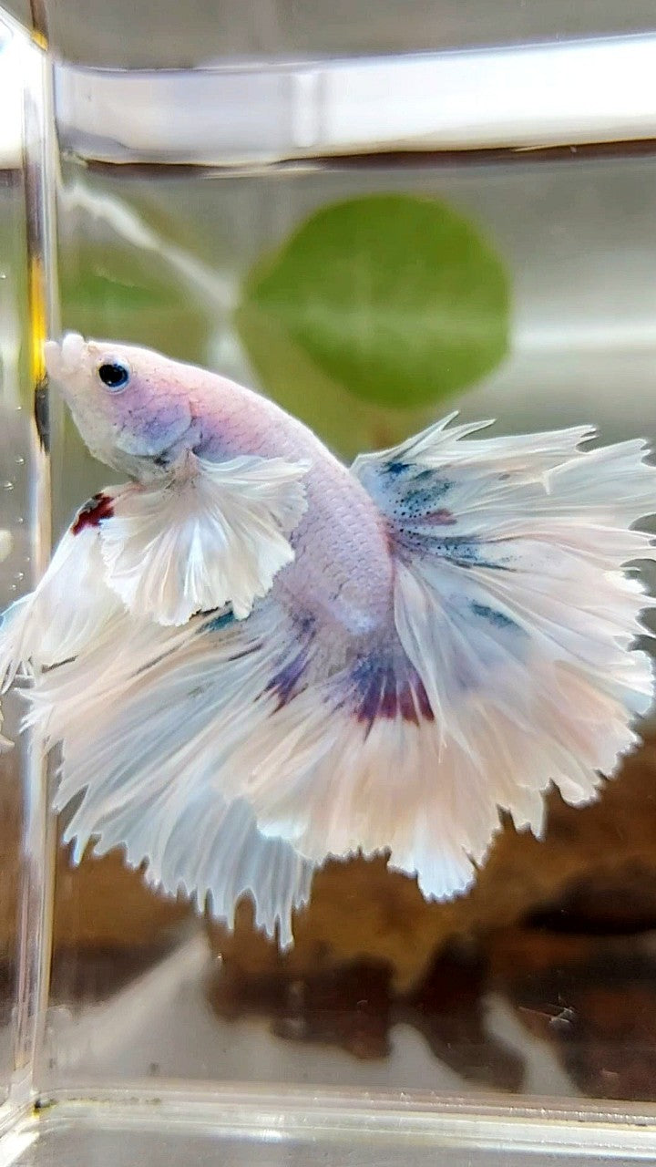 LUXURY HALFMOON SUPER DUMBO EAR FEATHER TAIL WHITE PURPLE BETTA FISH