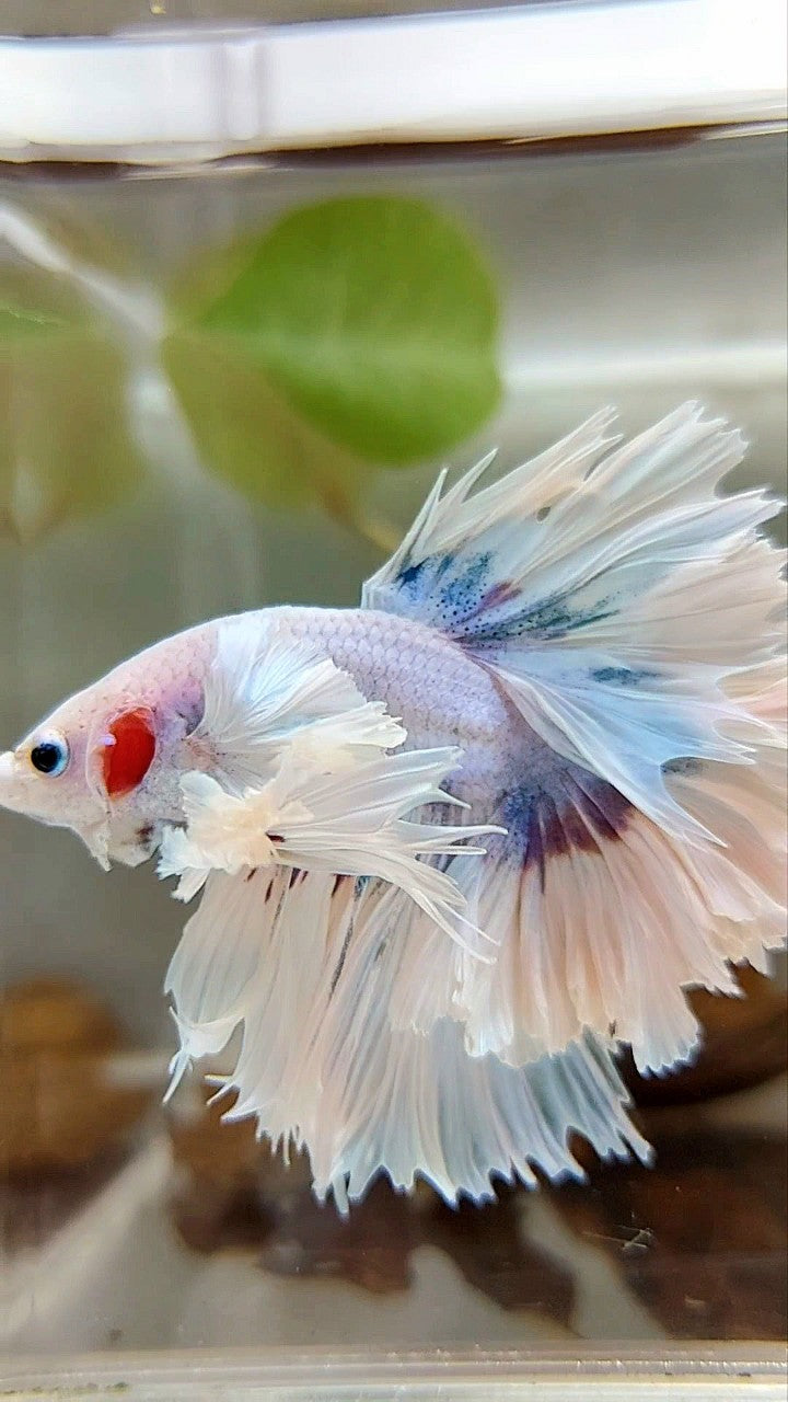 LUXURY HALFMOON SUPER DUMBO EAR FEATHER TAIL WHITE PURPLE BETTA FISH