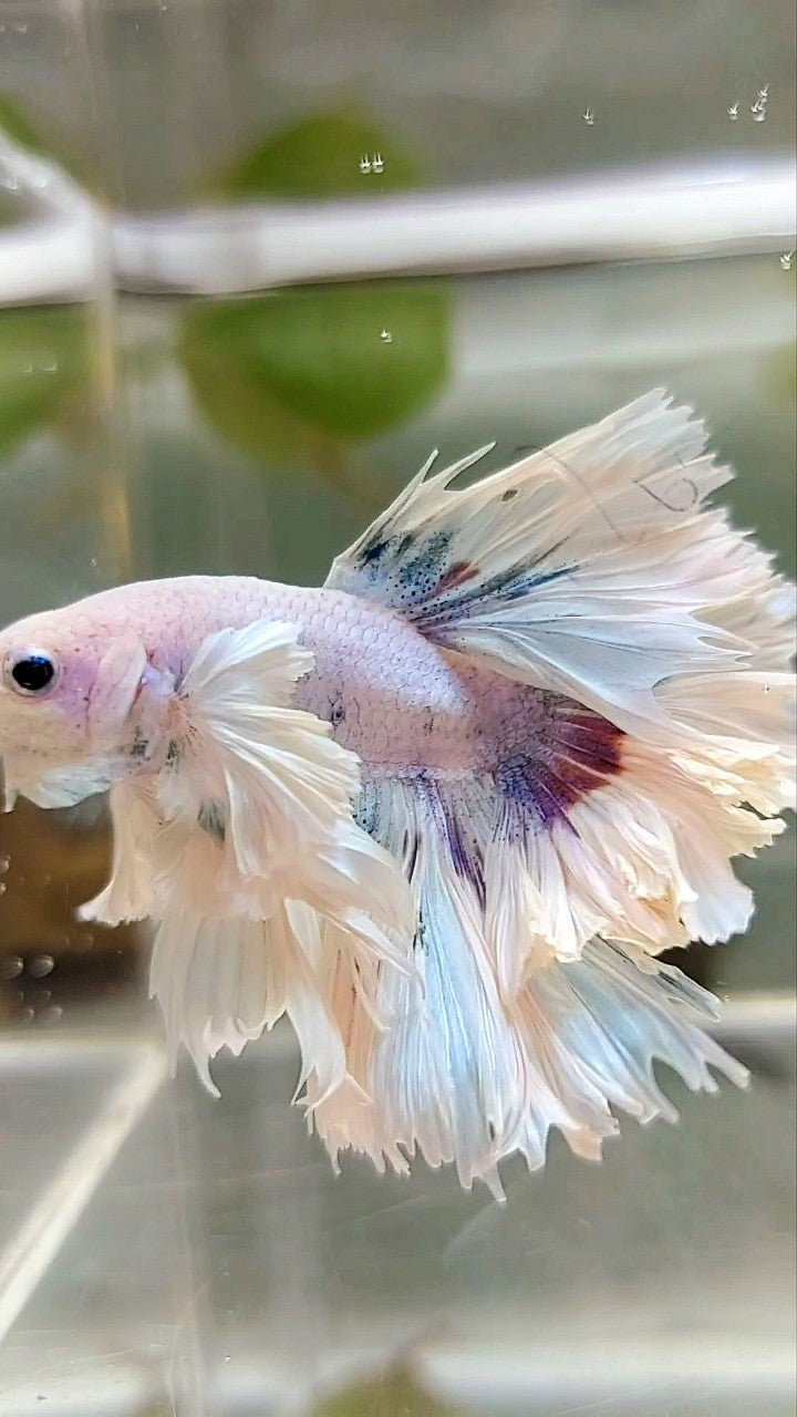 LUXURY HALFMOON SUPER DUMBO EAR FEATHER TAIL WHITE PURPLE BETTA FISH