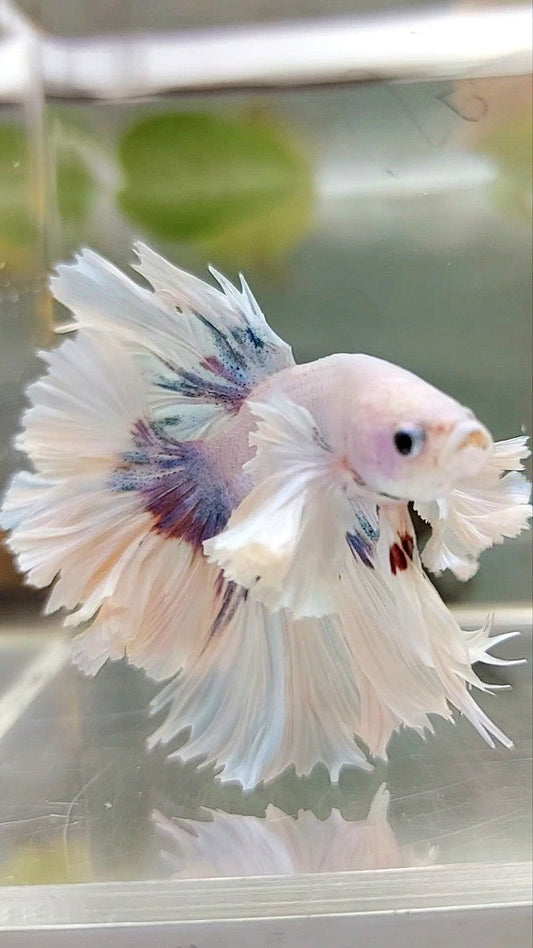 LUXURY HALFMOON SUPER DUMBO EAR FEATHER TAIL WHITE PURPLE BETTA FISH