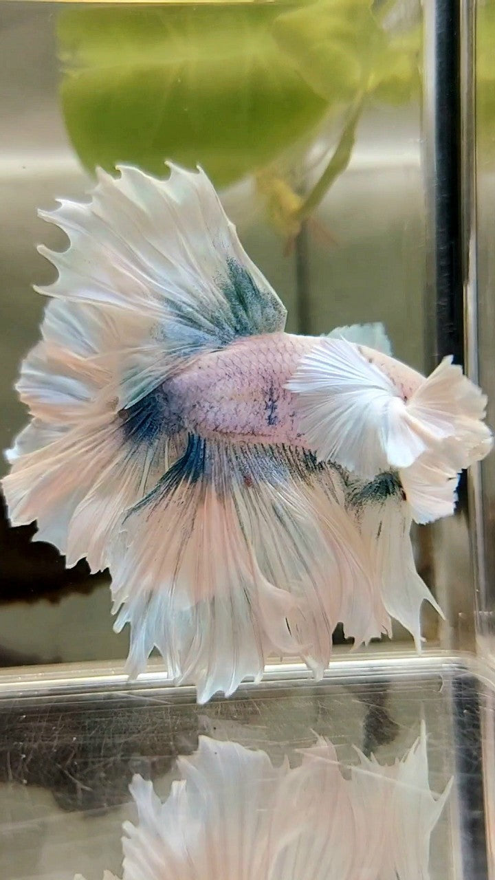 LUXURY HALFMOON SUPER DUMBO EAR FEATHER TAIL WHITE BLUE GRIZZLE BETTA FISH