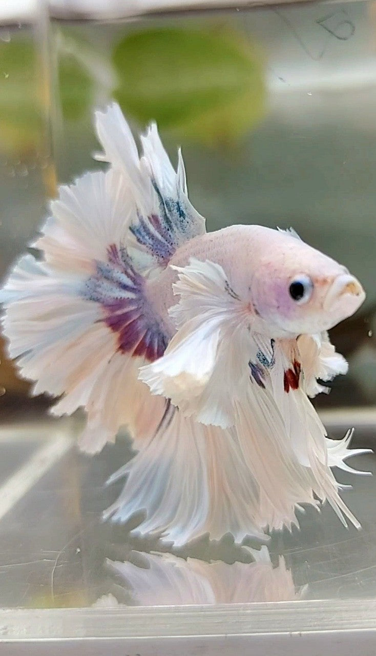 LUXURY HALFMOON SUPER DUMBO EAR FEATHER TAIL WHITE PURPLE BETTA FISH