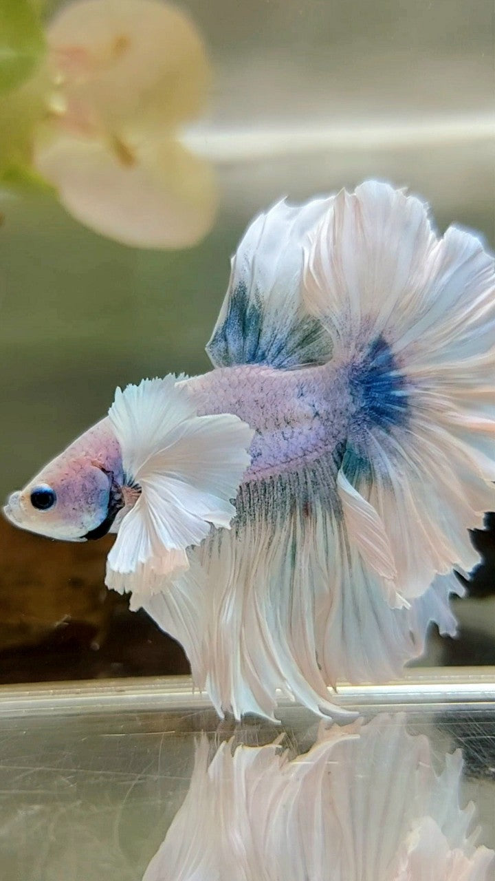 LUXURY HALFMOON SUPER DUMBO EAR FEATHER TAIL WHITE BLUE GRIZZLE BETTA FISH